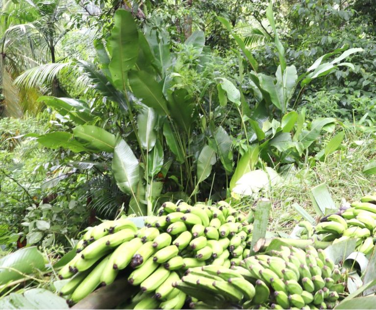 bananas-christian-hacke-8-22063