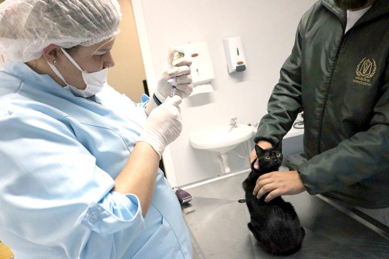 castracao-animal-21491