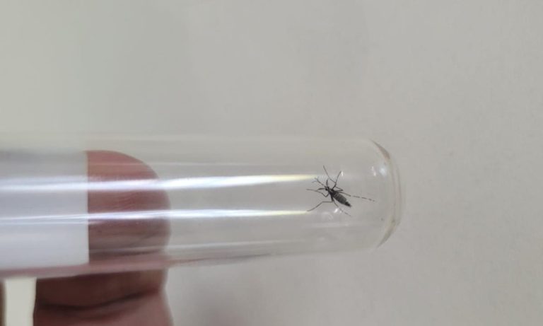 dengue-20781