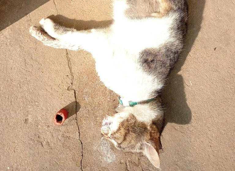 gato-veneno-24009