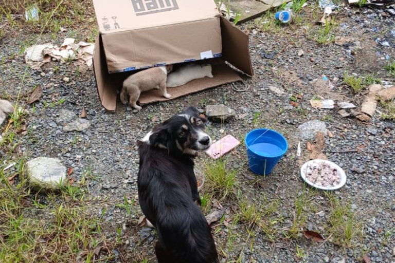 animais-abandonados-joinville-2