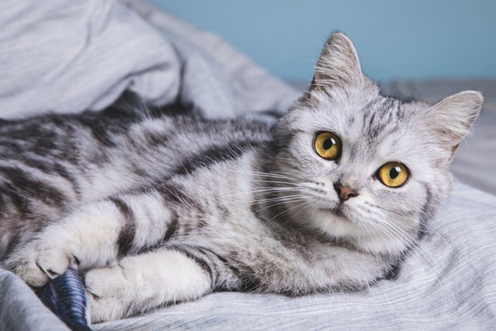 Gato amerian-shorthair com pelagem cinza com listras pretas deitado