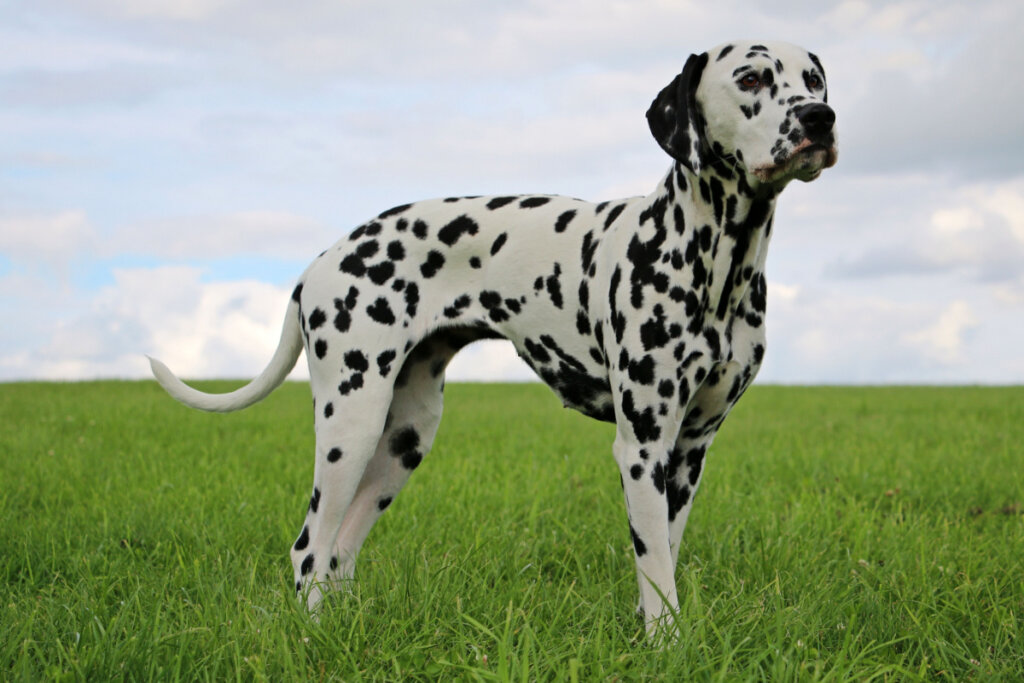 Dalmata em pé em um ambiente com gramado e céu azul