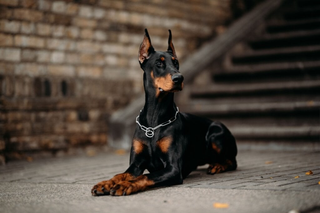 Cachorro doberman preto e marrom deitado no chão