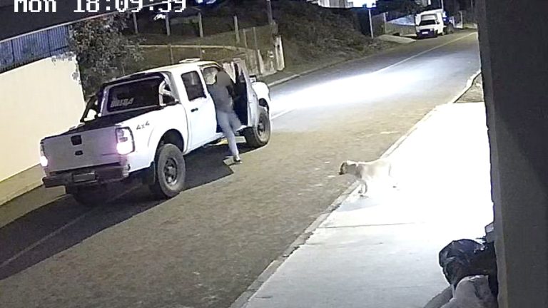 Furto cão