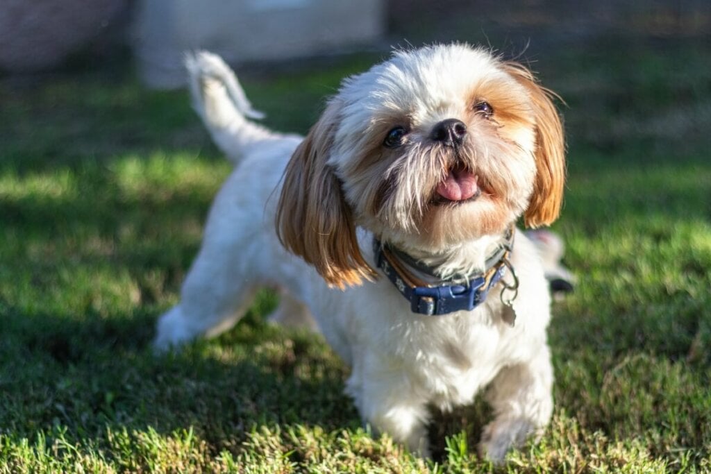 Cachorro da raça shih tzu com pelagem branca e marrom, andando na grama