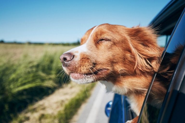 Imagem de um cachorro de pelagem marrom com a cabeça para fora da janela de um carro em movimento
