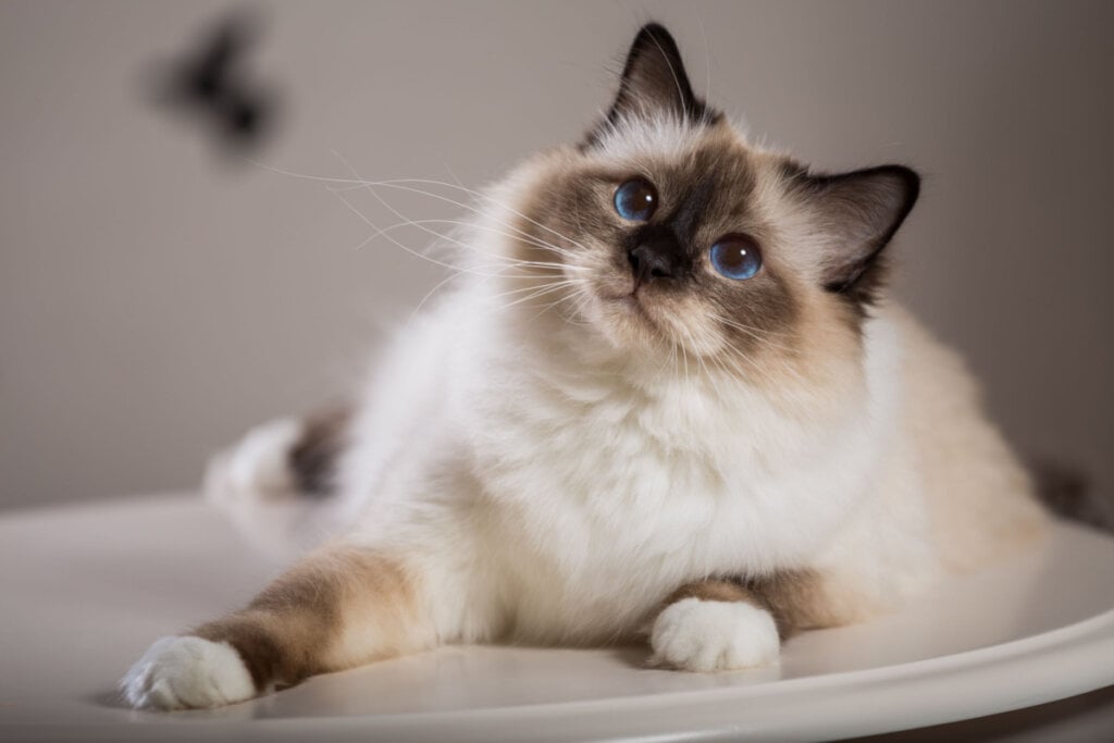 Gato da raça birmanês deitado em chão branco e olhando para cima