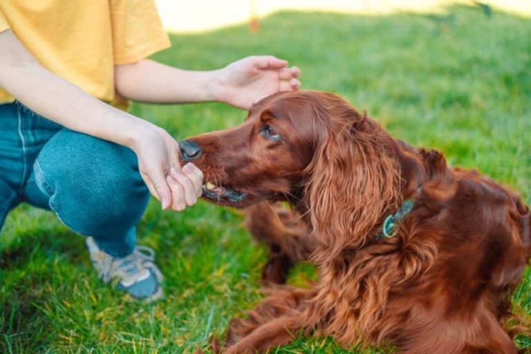 Pessoa dando ração na boca de um cachorro da raça setter irlandês deitado 