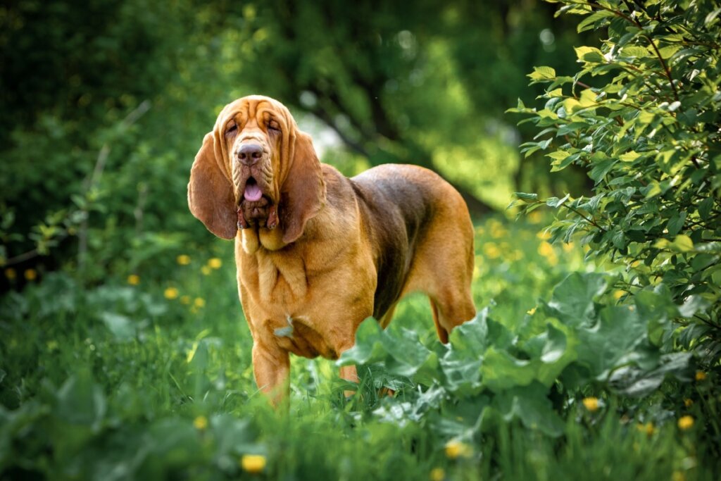 Cachorro da raça bloodhound em pé em meio a plantas e gramado alto