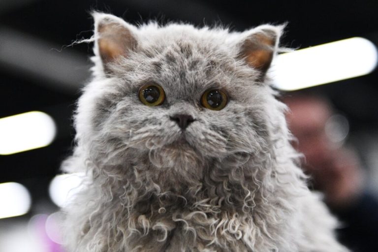 close do rosto do gato da raça selkirk rex com pelagem cacheada e cinza