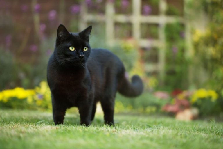 Gato preto andando em cima de uma grama verde 