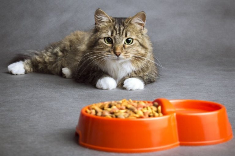 Gato deitado atrás do pote de ração sem querer comer