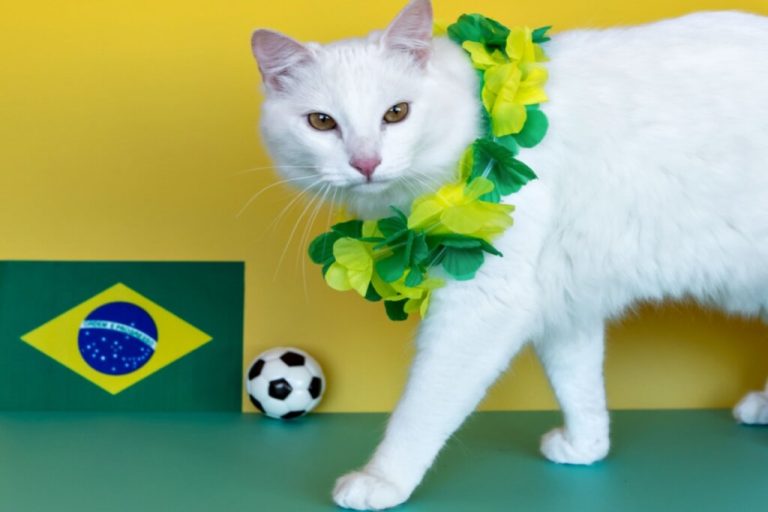 Gato branco com colar verde e amarelo ao lado de uma bandeira do Brasil e bola de futebol