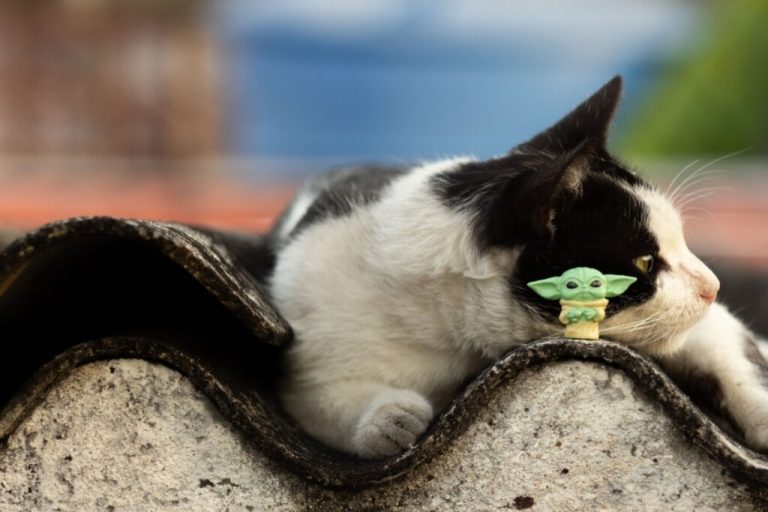 Gato preto e branco deitado com o boneco do yoda na frente 