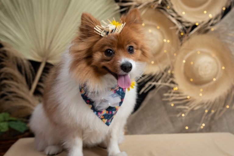 Cachorro com chapeu pequeno caipira na cabeça e bandana azul estampada sentado em cima de bancada de madeira, e ao fundo uma parede com decoração de Festa Junina