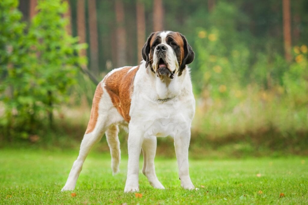 Cachorro São Bernardo em ambiente verde