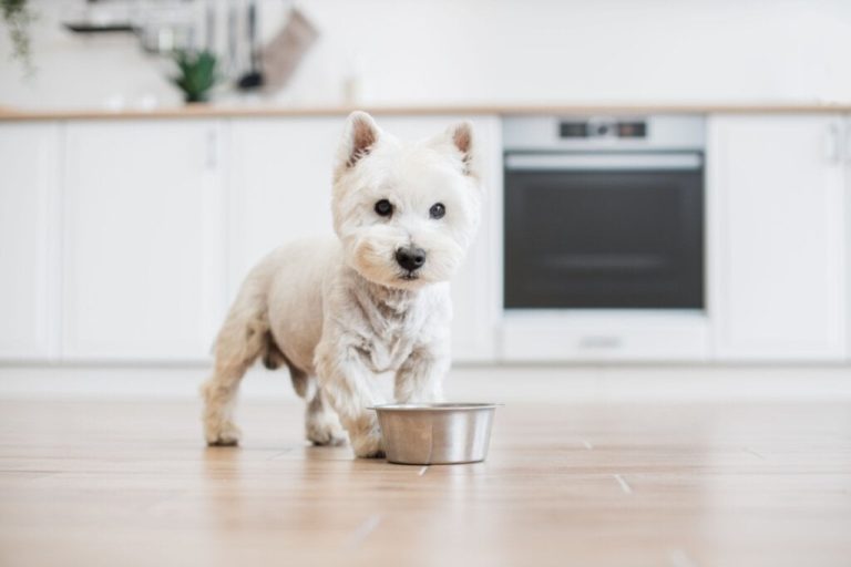 Cachorro da raça west highland white terrier ao lado de um pote de comida em uma cozinha