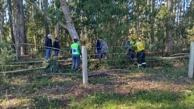 Idoso-morre-esmagado-por-arvores-em-area-de-reflorestamento-em-Imbuia-944x531