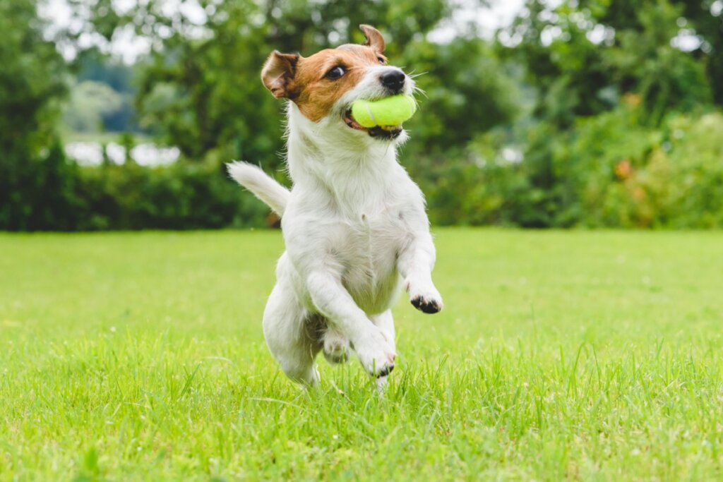 Jack russell terrier brincando na grama com brinquedo na boca.