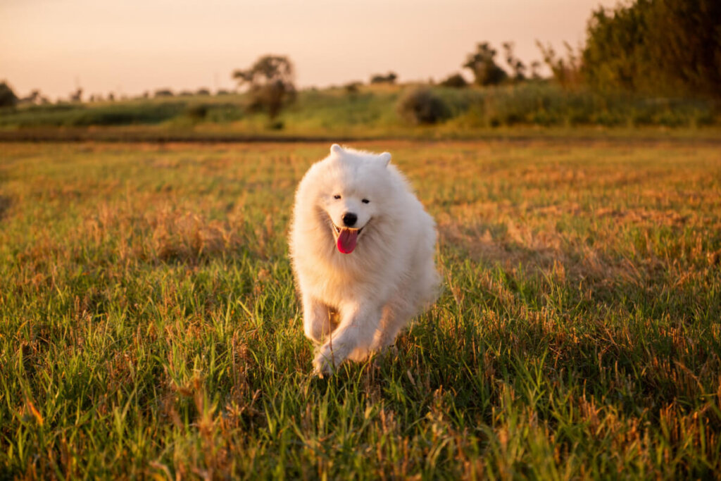Cachorro com pelos brancos correndo em gramado ao ar livre