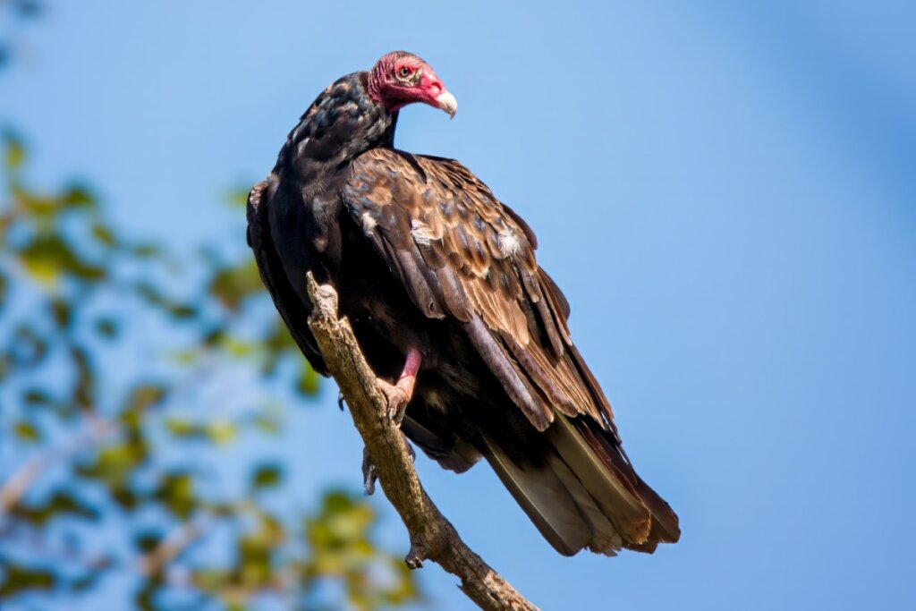Urubu-de-cabeça-vermelha em cima de um galho de árvore