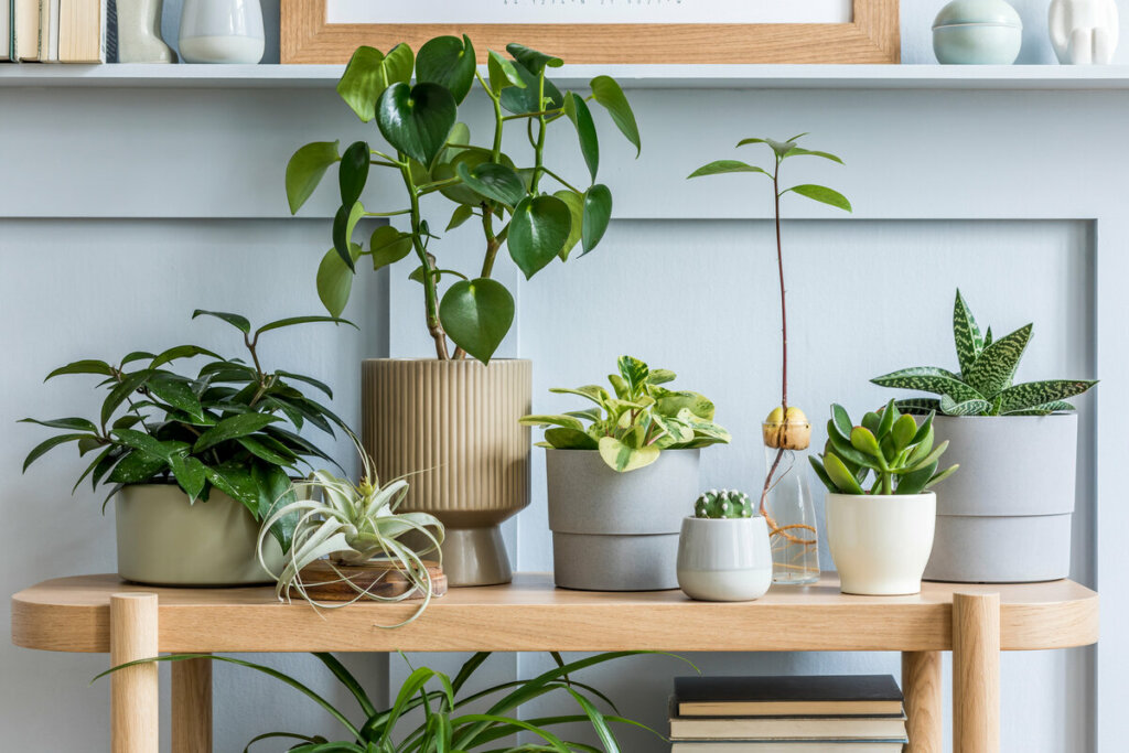 Mesa de madeira com vasos de plantas