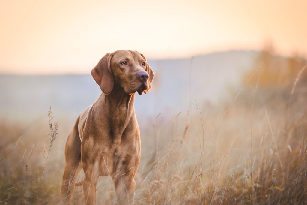 Cachorro da raça vizsla com o pelo marrom de pé em um gramado