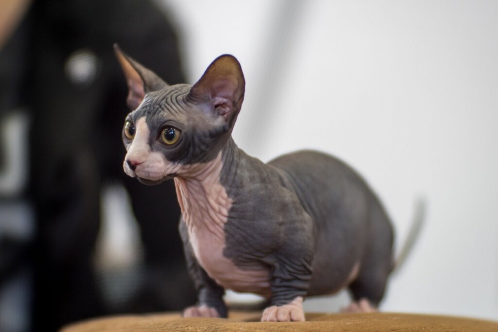 Gato sem pelo com a pele rosada e cinza, com as pernas curtas e orelhas pontudas
