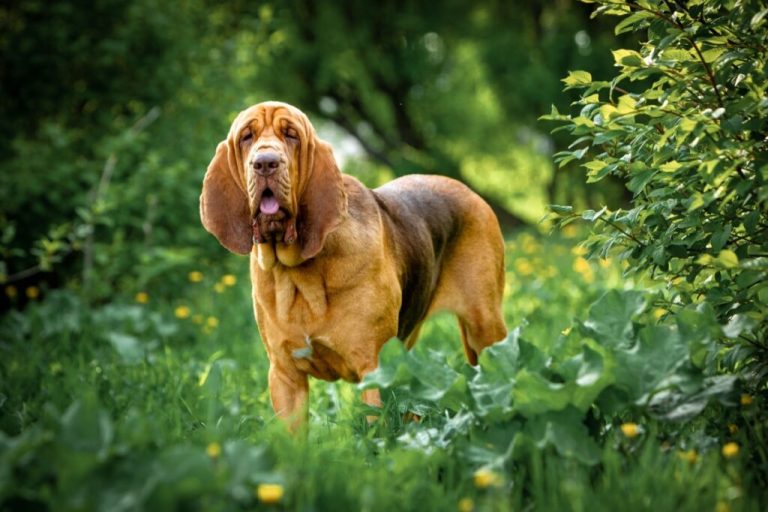 Cachorro da raça bloodhound em ambiente natural verde