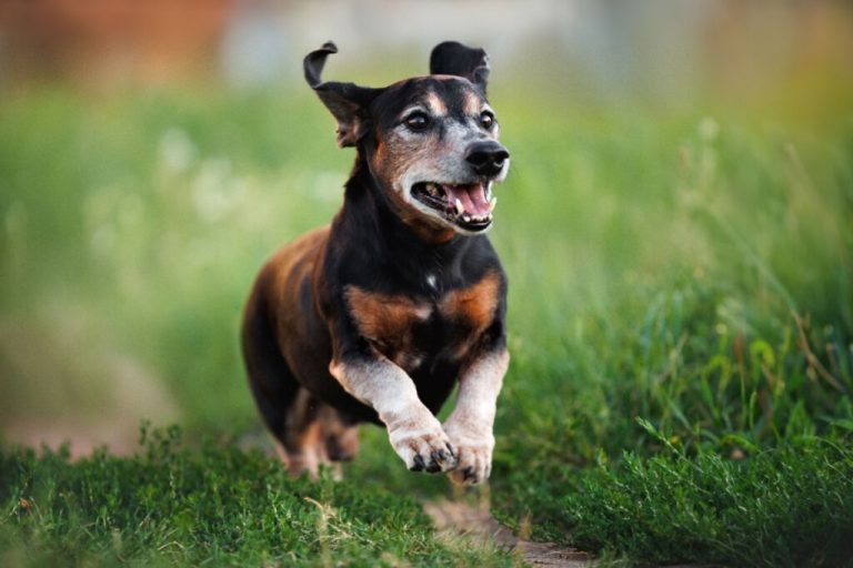 Cachorro idoso correndo em grama