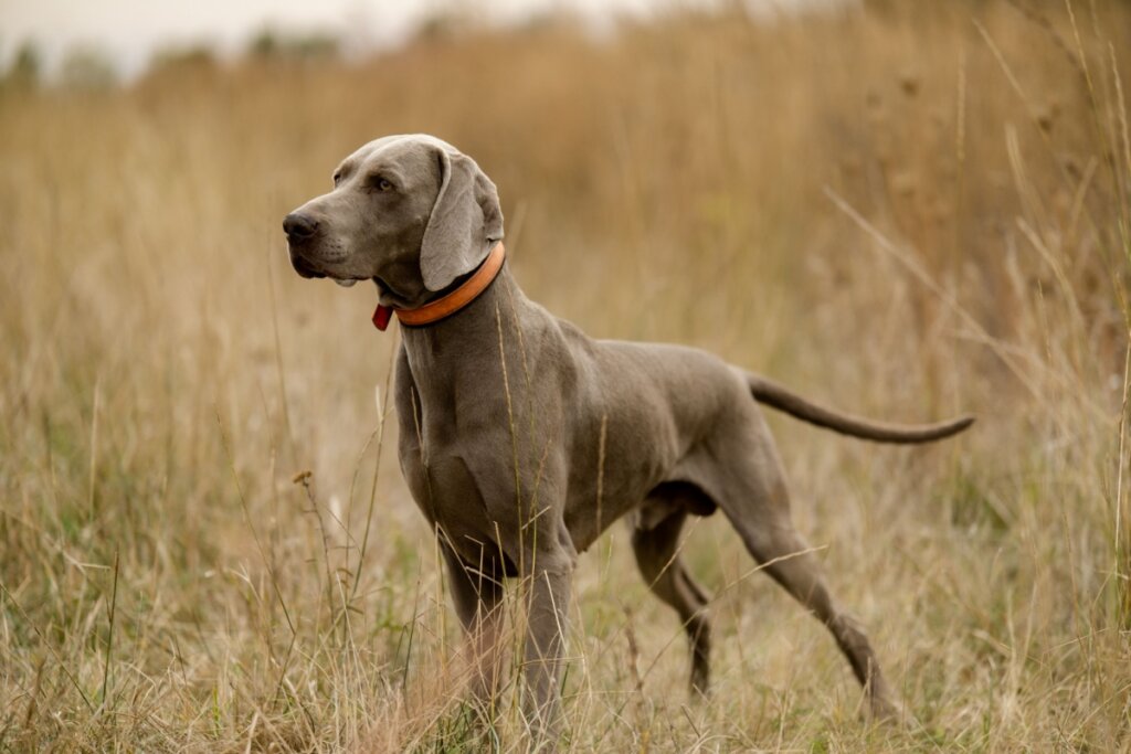 Cachorro weimaraner em pé em meio a grama seca e usando uma coleira vermelha