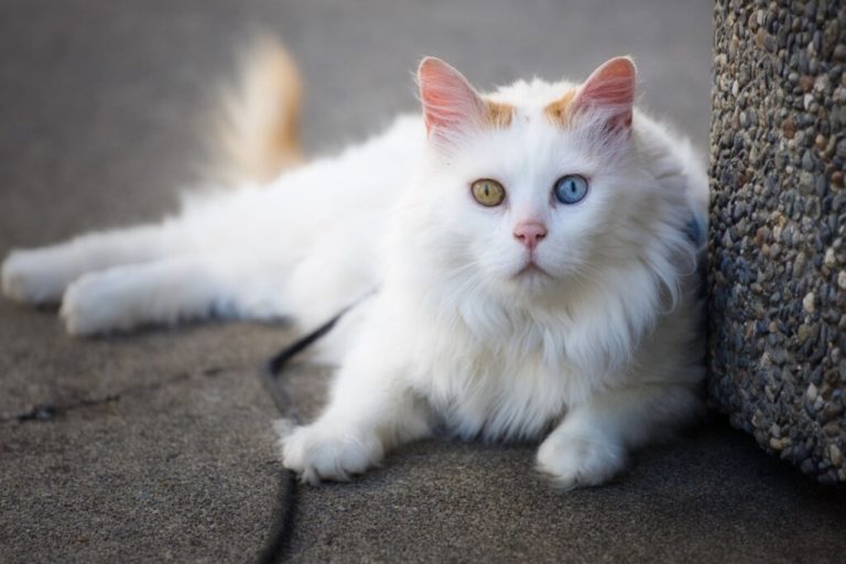 Gato van turco com pelagem branca e olhos castanhos e azuis deitado no chão 