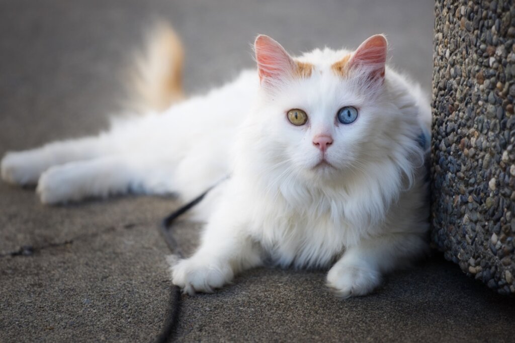 Gato van turco com pelagem branca e olhos castanhos e azuis deitado no chão