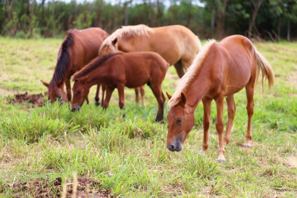 Quatro cavalos em um pasto com grama verde