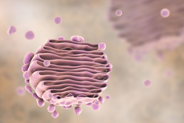Imagem em 3D do complexo de Golgi, organela celular formada por sacos achatados