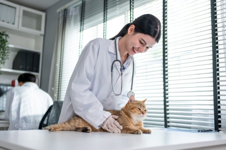 Veterinária de roupa branca examinando um gato laranja deitado em mesa