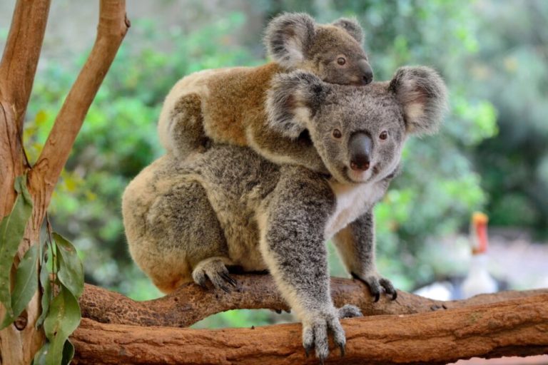 Filhote de coala nas costas da mãe em cima de uma árvore 