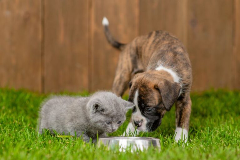 Imagem de um gramado verde, com fundo de madeira, onde aparecem um filhote de gato cinza e um filhote de cachorro caramelo com manchas brancas no pescoço e nas patas, comendo em um comedouro de alumínio.