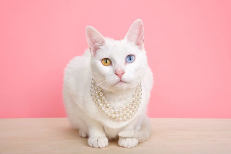 Gata com o pelo branco, e com um olho de cada cor, um amarelo e outro azul usando um colar de perolas, sentada em cima de uma mesa em fundo rosa  