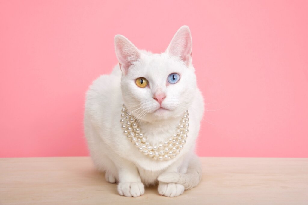 Gata com o pelo branco, e com um olho de cada cor, um amarelo e outro azul usando um colar de perolas, sentada em cima de uma mesa em fundo rosa
