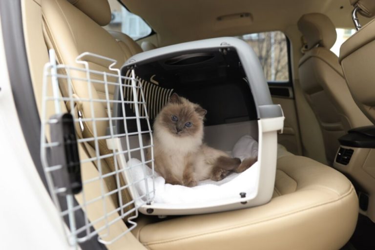 Gato dentro de caixa de transporte no banco de trás do carro
