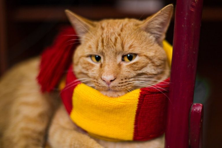 Gato com o pelo laranja usando cachecol amarelo e vermelho