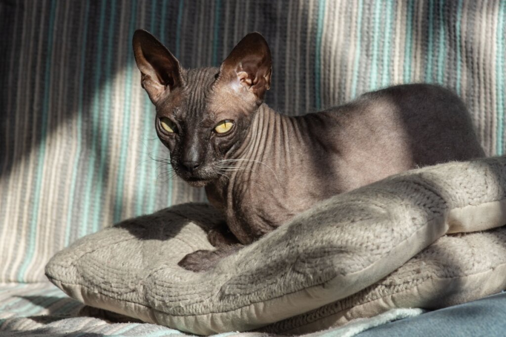 Gato da raça donskoy deitado em cima de almofada no sofá