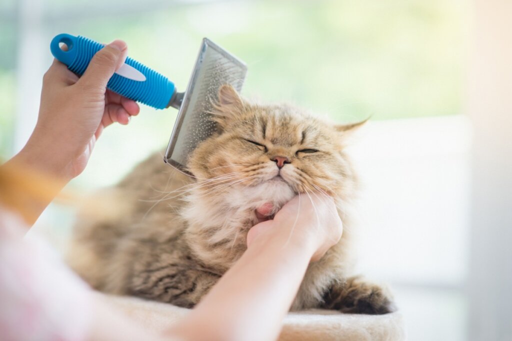 Gato com pelo mesclado em marrom, preto e cinza sendo escovado em ambiente com ventilação