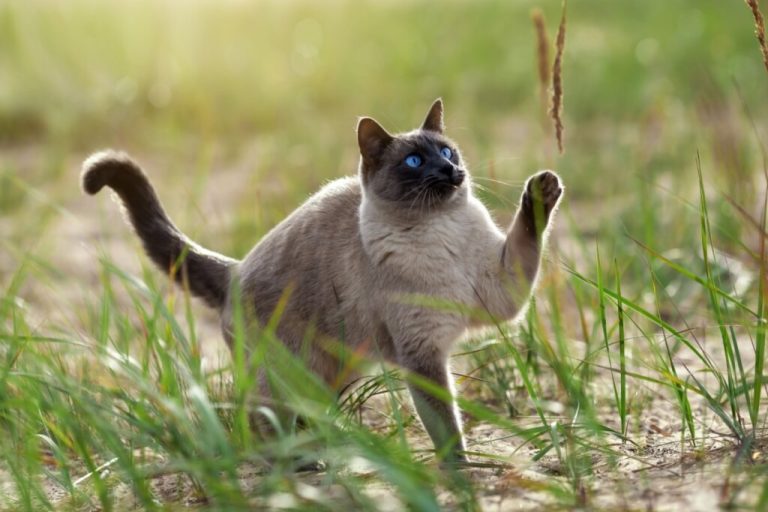 Gato da raça thai brincando com vegetação em ar livre