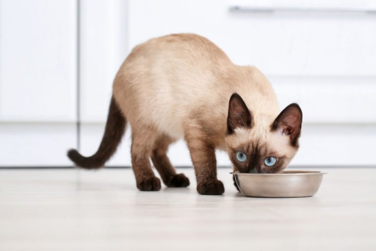 Filhote de gato da raça thai comendo em tigela metálica