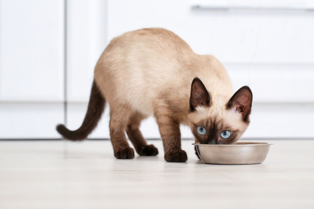 Filhote de gato da raça thai comendo em tigela metálica