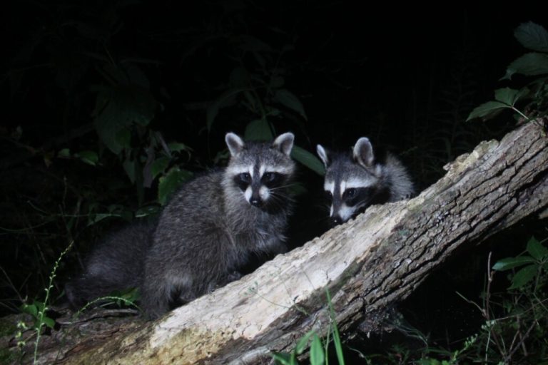 Guaxinins com pelo acinzentado e preto ao redor dos olhos em cima de árvore a noite 