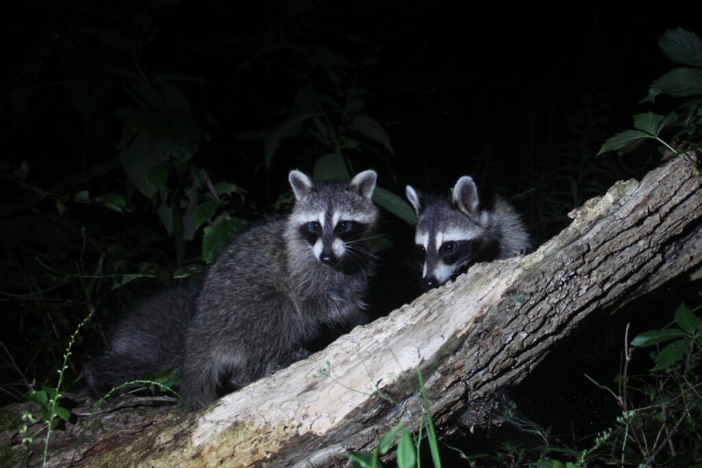 Guaxinins com pelo acinzentado e preto ao redor dos olhos em cima de árvore a noite